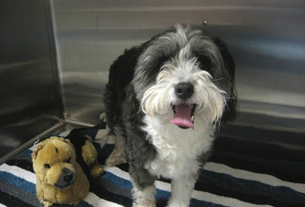 Oreo the dog enjoying the use of his new implant.
