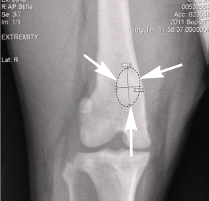 X-ray of original hind stifle joint and patella.