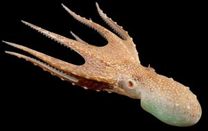 Another original Blaschka from the same collection (courtesy photo Cornell University)