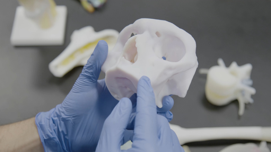 ⠀3D Printed Skull Model ⠀3D Printed Skull Model