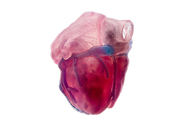 3D Printed Heart