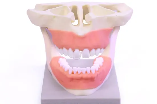 dental simulation