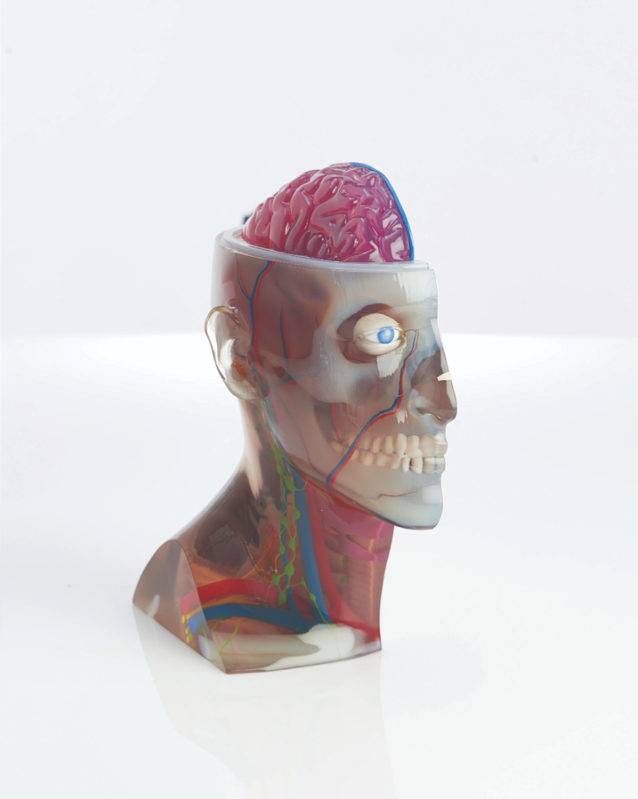 The head and brain model uses transparent materials to
reveal internal tissues.