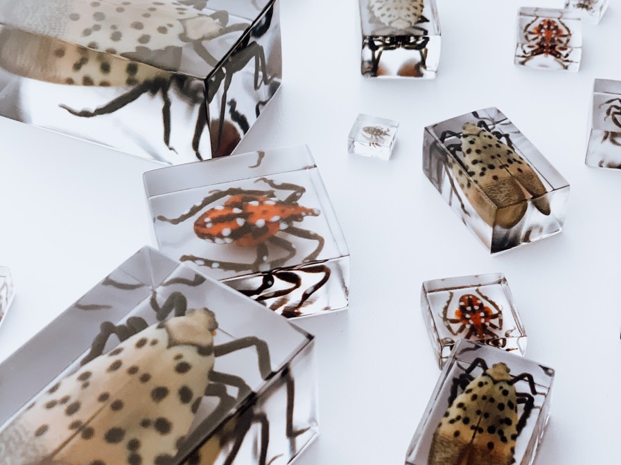 uchvamc multiplebugs