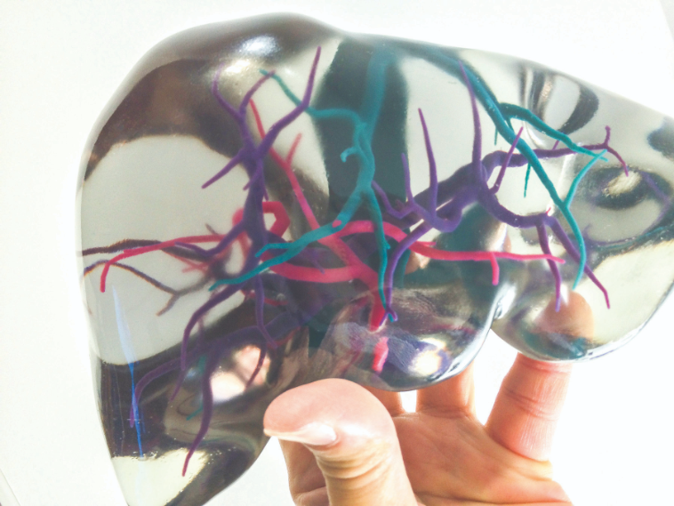 This 3D printed liver model makes teaching students about blood flow easier.