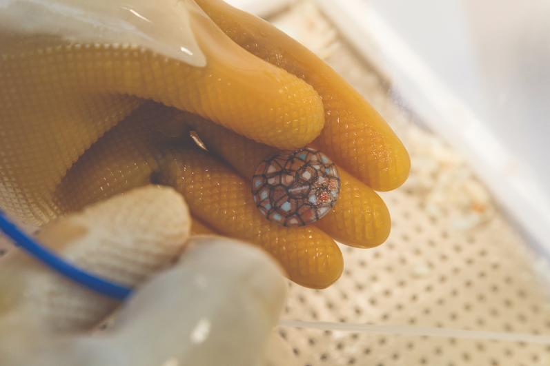 Gloves holding a 3D printed pebble.