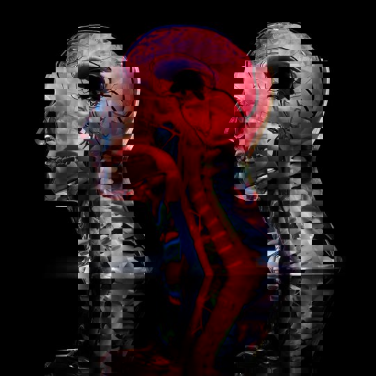 Head and neck 3d printed anatomical model 