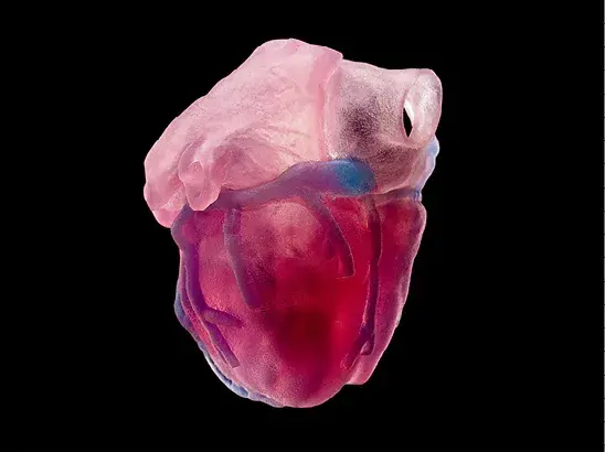 3d-printed-heart-anatomical-model