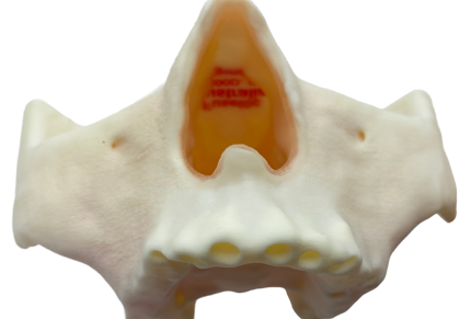 FuseTec used a Stratasys 3D printer to create a partial skull for dental training