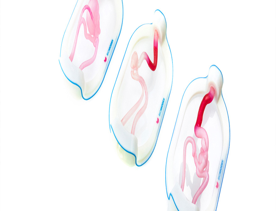 BIOMODEX neurovascular twins