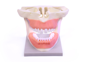 Soft Visual Anatomy Jaw